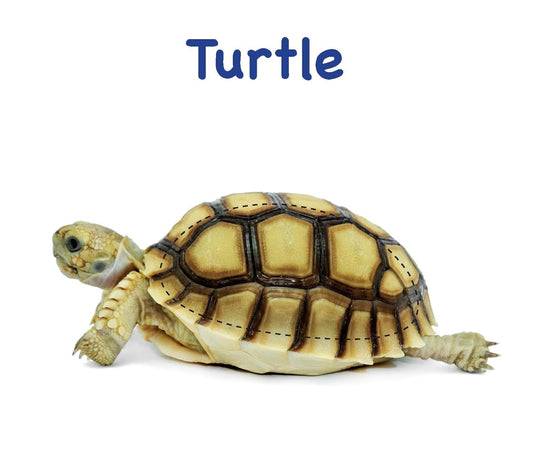 Board Book: Touch And Feel Ocean World