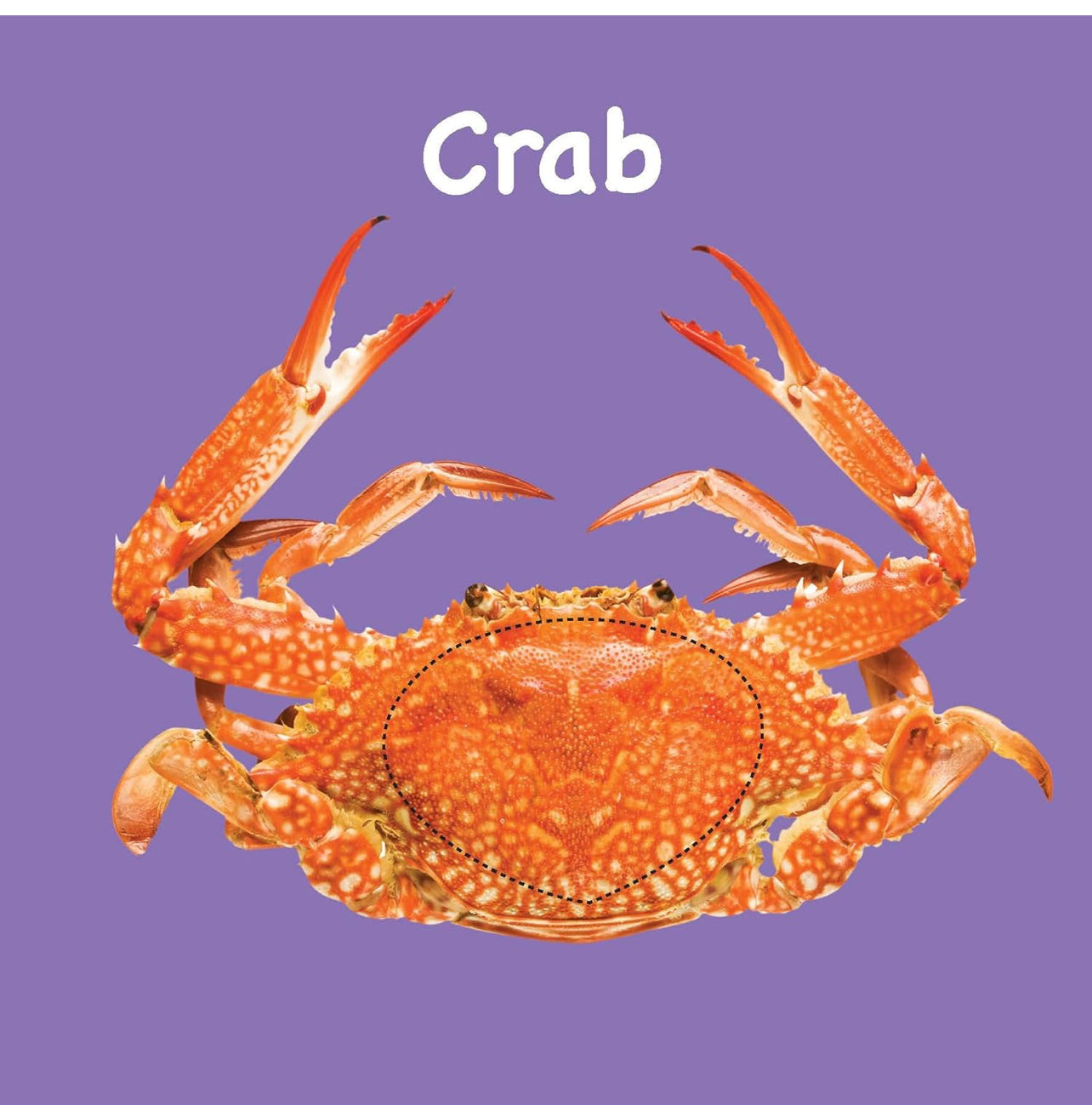 Board Book: Touch And Feel Ocean World