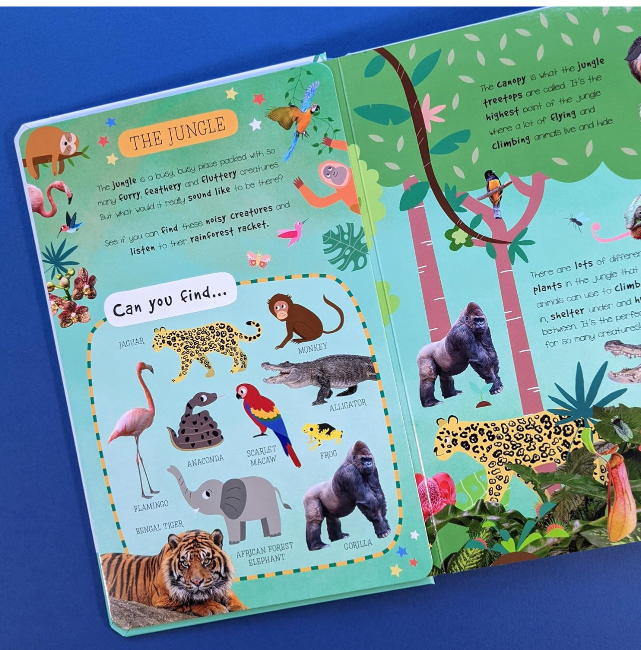 Look & Find Sound Book - Animals - For Children Aged 3+ (Little Wonders Look & Listen 50 Button Sound Book)