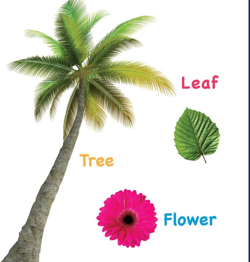 First Word: Touch and Feel Board Book for Kids - Sensory Learning for Babies | Learn First Words with Textures | Boost Basic Vocabulary for Little Scholars; 1-3 Years