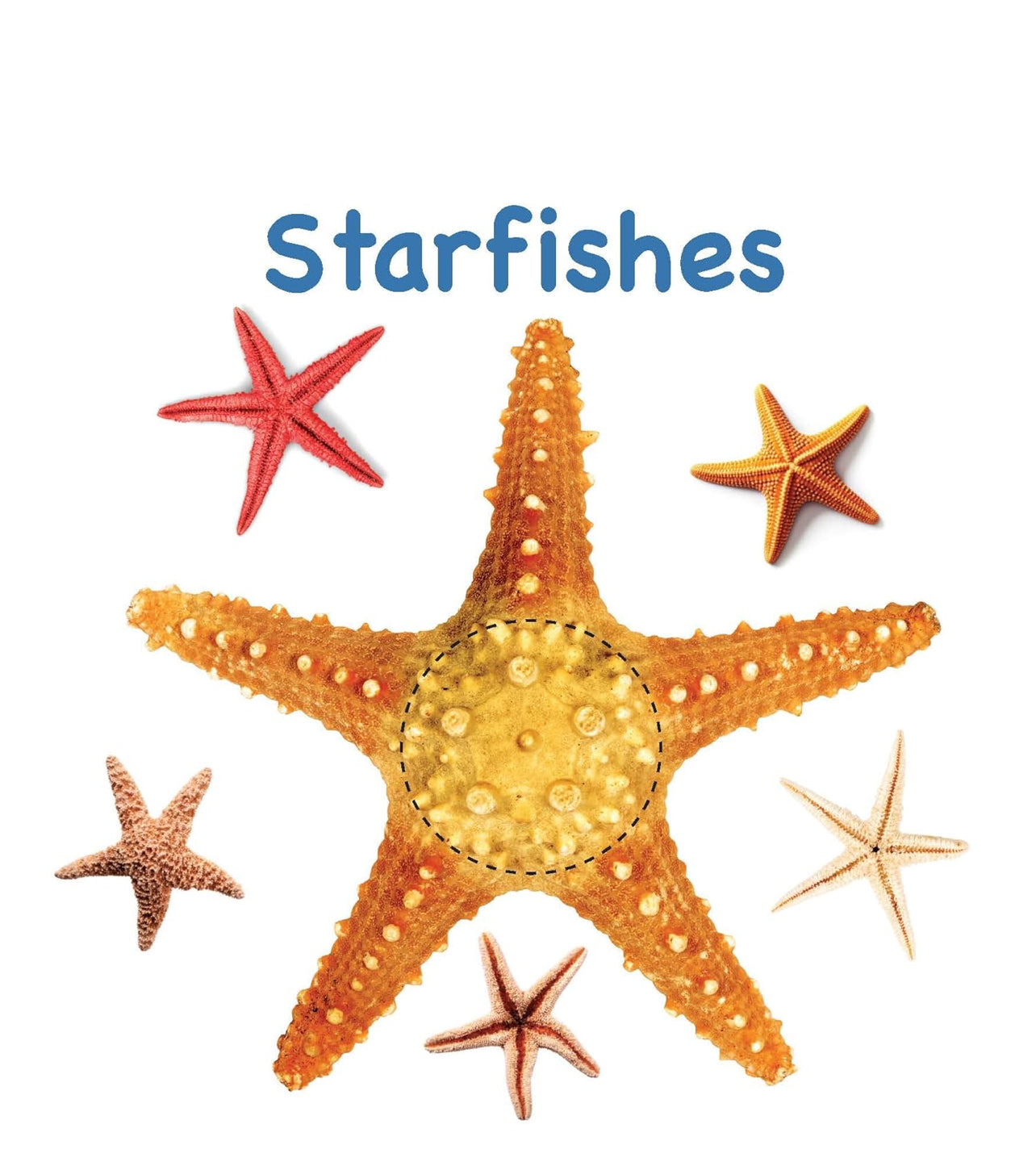 Board Book: Touch And Feel Ocean World