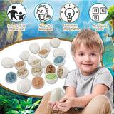 Dinosaur matching Eggs Montessori Toy 12 pcs box