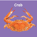 Board Book: Touch And Feel Ocean World