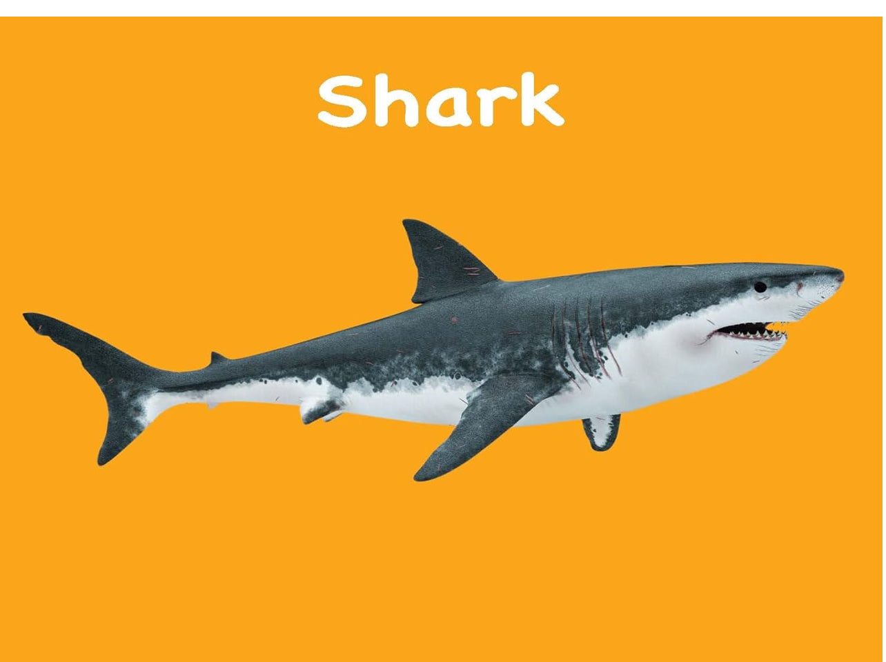 Board Book: Touch And Feel Ocean World
